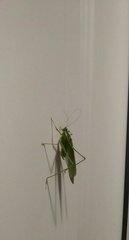 Scudderia septentrionalis