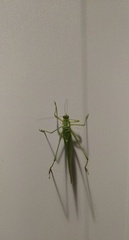 Scudderia septentrionalis