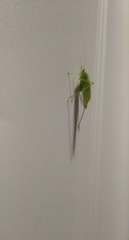 Scudderia septentrionalis