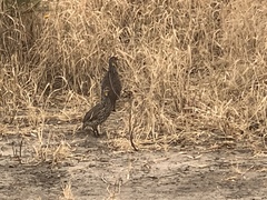 Pternistis leucoscepus