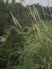 Saccharum spontaneum