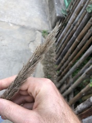 Saccharum spontaneum