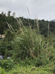 Saccharum spontaneum