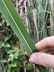 Saccharum spontaneum