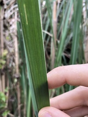 Saccharum spontaneum