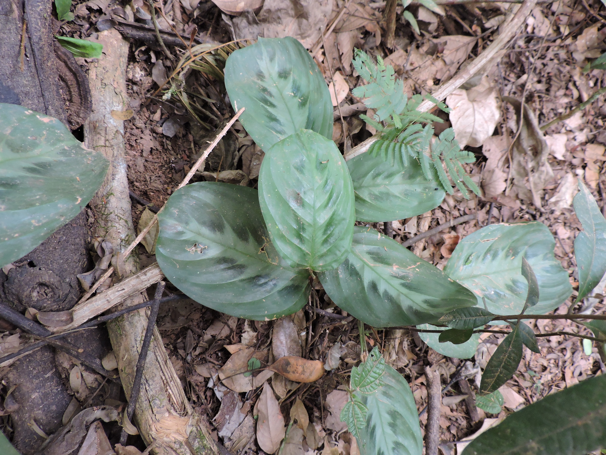Maranta cristata
