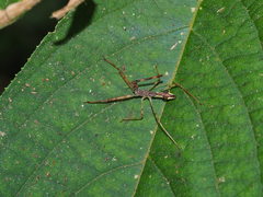 Epidaus