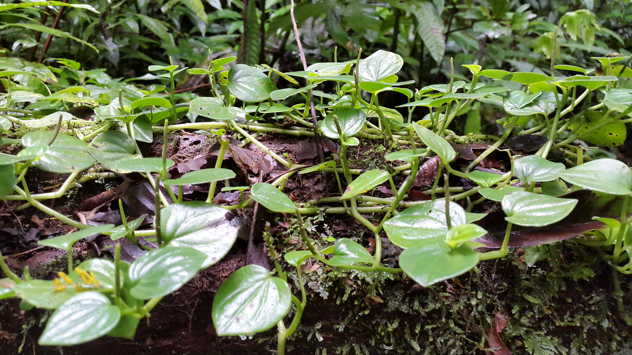 Peperomia urocarpa