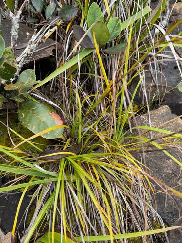 Gunung Murud Keelback