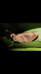 Erionota acroleuca apicalis