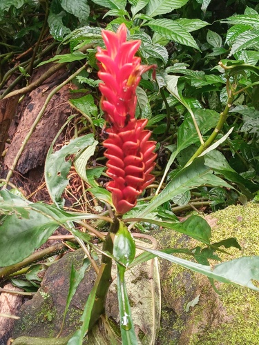 Aphelandra liboniana, photograph 6
