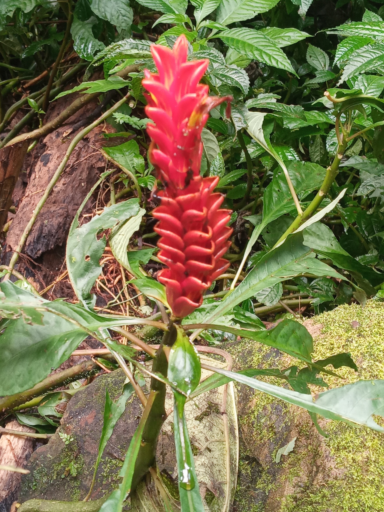 Aphelandra liboniana