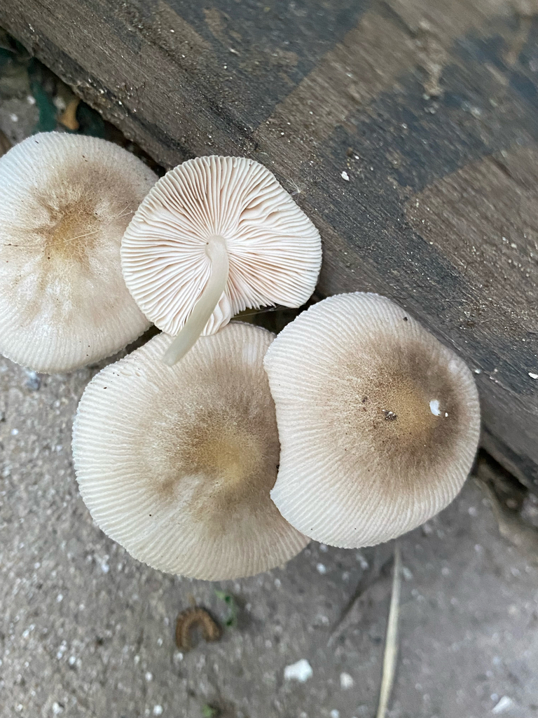 Pluteus longistriatus