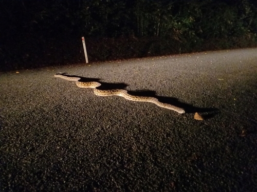 Australian Scrub Python sighting