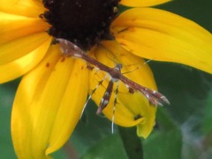 Geina tenuidactylus