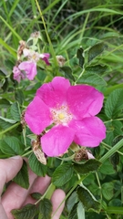 Rosa rugosa