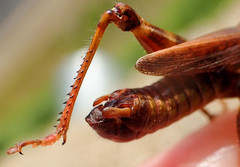 Melanoplus fasciatus