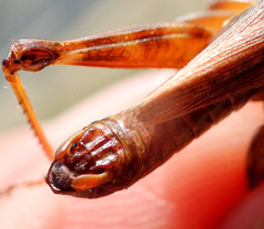 Melanoplus fasciatus