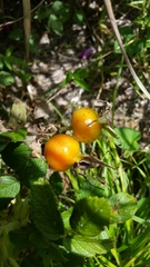 Rosa rugosa