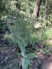 Monarda citriodora austromontana