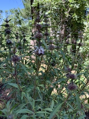 Monarda citriodora austromontana