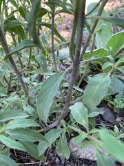 Monarda citriodora austromontana