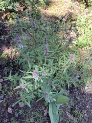 Monarda citriodora austromontana