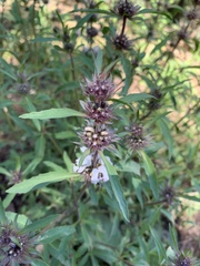 Monarda citriodora austromontana