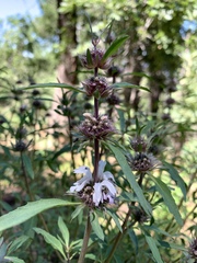Monarda citriodora austromontana