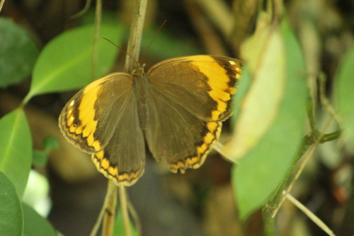 Opoptera sulcius