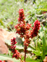 Rumex sibiricus
