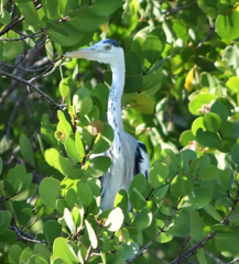 Ardea cinerea firasa