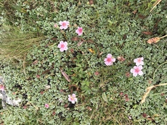 Potentilla nitida