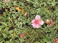 Potentilla nitida
