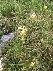 Pedicularis elongata