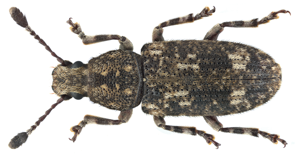 Eucorynus