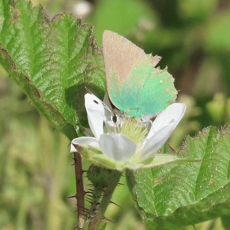 Coastal Green Hairstreak