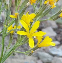 Crepis pleurocarpa