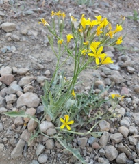 Crepis pleurocarpa