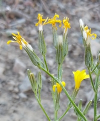 Crepis pleurocarpa