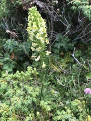 Pedicularis elongata