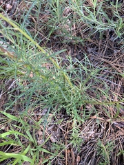 Ipomopsis macrosiphon