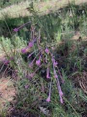 Ipomopsis macrosiphon