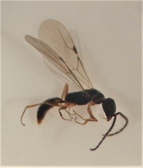 Austranesia tofti