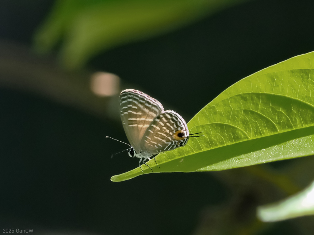 Jamides talinga