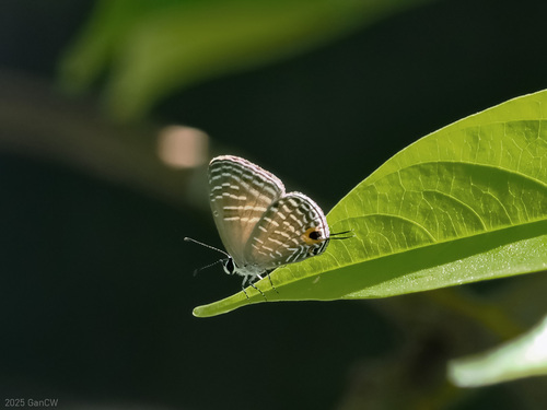 Jamides talinga