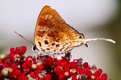 Bindahara phocides