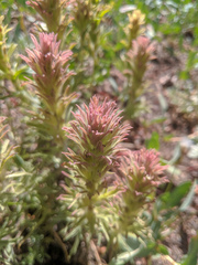 Castilleja nana