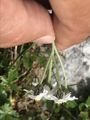 Achillea clavennae