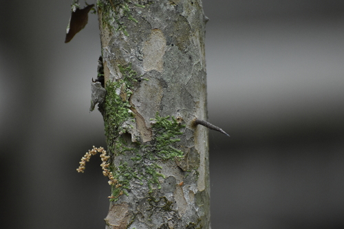 Image of Crataegus marshallii by (c) Ryan Watson, some rights reserved (CC BY)